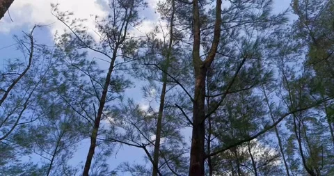 Pine Trees Swaying Under Blue Sky Stock Footage 313148353