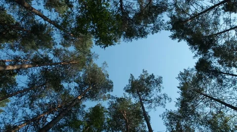 Pine trees swaying in the wind against the blue sky. Bottom view Stock Footage 65936714