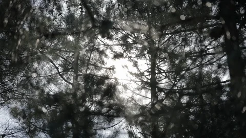 Pine trees swaying in the wind and sun flare Stock Footage 127140893
