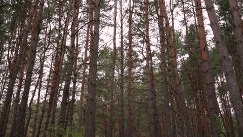 Pine trees swaying in the wind in cloudy weather. Stock Footage 196274335