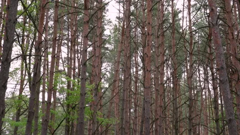 Pine trees swaying in the wind in cloudy weather. Stock Footage 196274341