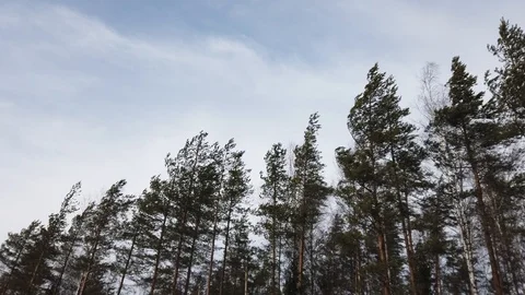 Pine trees swaying in the wind Stock Footage