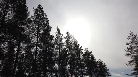 Pine trees swaying in the wind Stock Footage 127419283