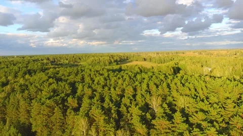 Pine trees swaying in the wind Stock Footage 328964953