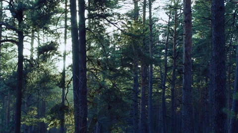Pine trees swaying in the wind in the forest. Stock Footage 60235560