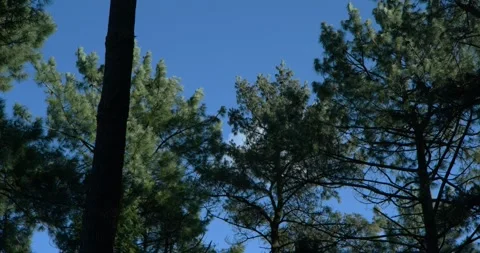 Pine trees swaying in the wind in the forest Stock Footage 328917277