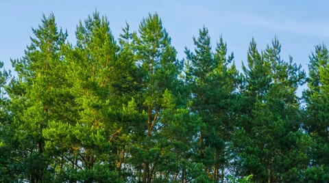 Pine trees swaying in the wind. HD 1080. Stock Footage 39889921
