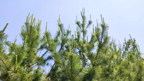 Pine trees swaying in the wind, tohoku Japan Stock Footage 311741650