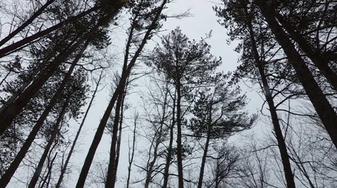Pine trees Swaying on a Windy Day Stock Footage 48142437