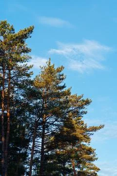 Pine trees with tall trunks and green needles and clear blue sky. Stock Photos