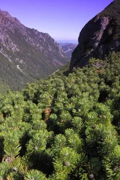 Pine Trees in Tatry Mountains Stock Photos