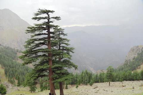 The pine trees on Taurus Mountains. Stock Photos