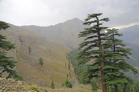 The pine trees on Taurus Mountains. Stock Photos