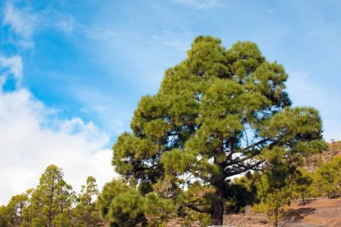 Pine trees at teide, tenerife Stock Photos
