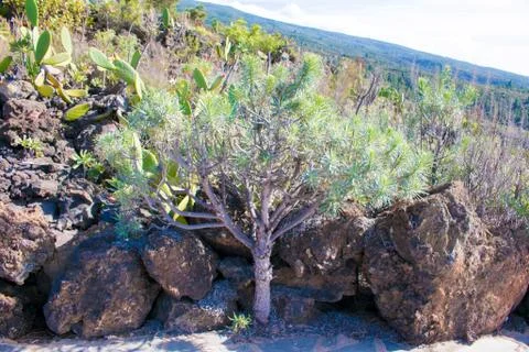Pine trees at teide, tenerife Stock Photos