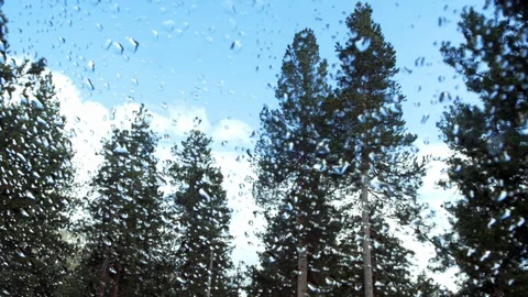 Pine Trees through window with water drops on it 스톡 동영상 89604997