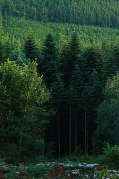 Pine Trees, Tollymore Forest Park 스톡 사진