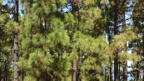 Pine trees top down close view. Canary pine trees. Tenerife. Aerial. Drone. Stock Footage 196729762