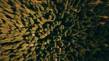Pine trees from top 動画素材 85567688