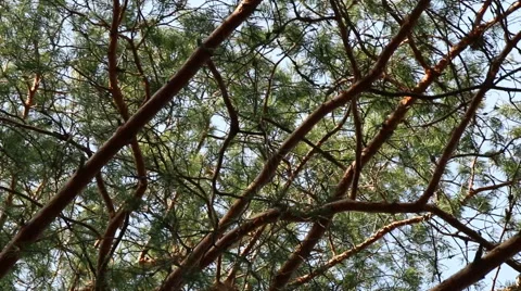 Pine trees top forest blue sky evergreen forest footage Stock Footage 48859850