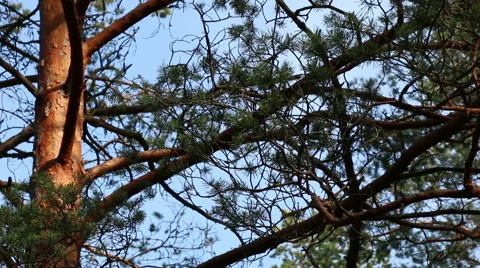 Pine trees top forest blue sky evergreen forest footage Stock Footage 48859876