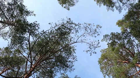 Pine trees top forest blue sky evergreen forest footage Stock Footage 48860181