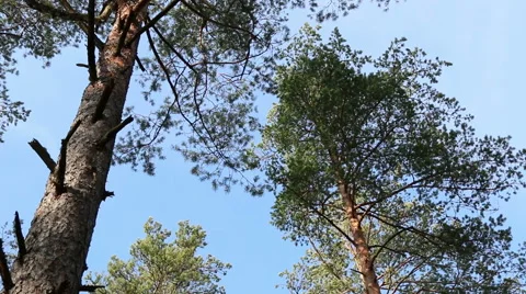 Pine trees top forest blue sky evergreen forest footage Stock Footage 48860622
