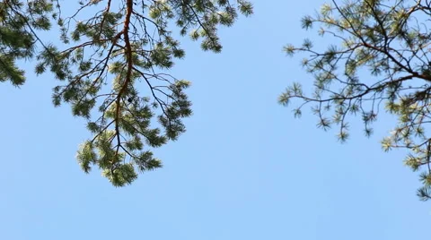 Pine trees top forest blue sky evergreen forest footage Stock Footage 48883487