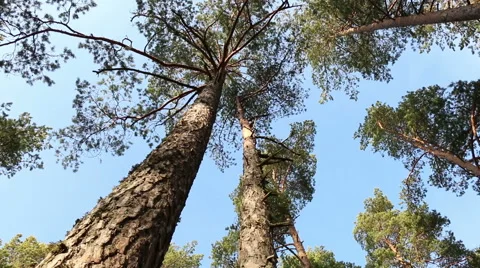 Pine trees top forest blue sky evergreen forest footage Stock Footage 48883636