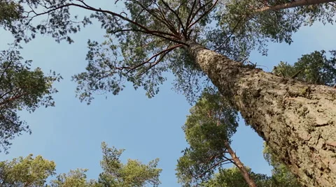 Pine trees top forest blue sky evergreen forest footage Video stock 48895998