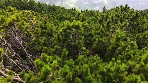 Pine trees on the top of the mountain Stock Footage 112041505