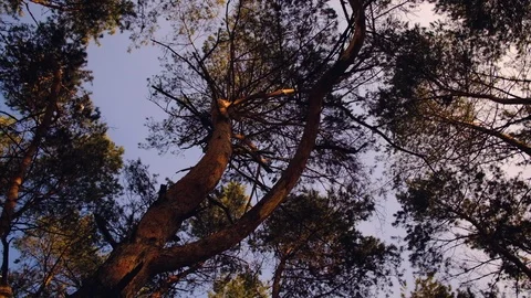 Pine trees tops shot with the spinning camera Stock Footage 102049306