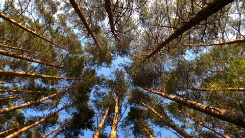 Pine trees tops view from below Video stock 114012775
