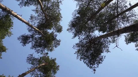 Pine Trees Tops on the Wind Stock-Footage 93306828