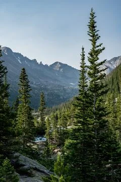 Pine Trees Tower Over Mills Lake Stockfoto's