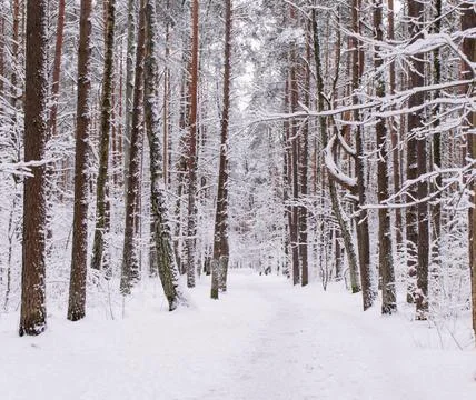 Pine trees with a trail in the forest Stock Photos