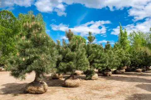 Pine trees on tree farm. Stock Photos