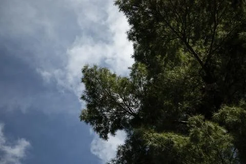 Pine trees trunks bottom view. Stock Photos