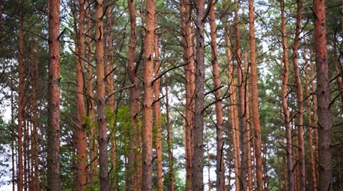 Pine trees trunks in close up Stock Footage 58696113