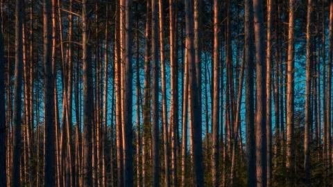Pine Trees trunks in forest Nature Park woodland outdoor background Stock Photos