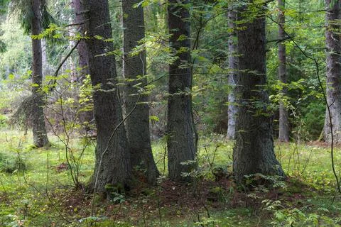 Pine trees trunks in the forest Stock Photos