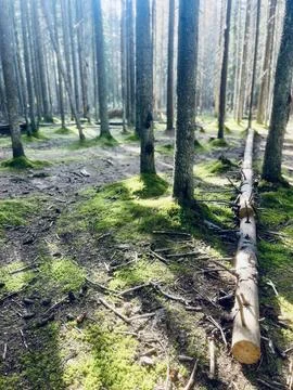 Pine trees trunks in the forest Foto stock