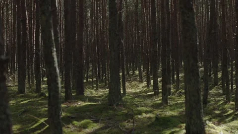 Pine trees trunks stand high Baltic North forest woodland nature. pinewood land Stock Footage 243771500