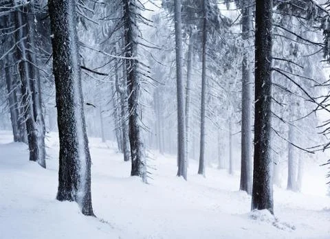 Pine trees trunks in winter forest with ground full of snow Stockfoto's