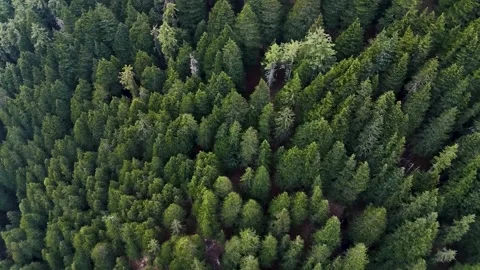 Pine Trees in Turkey (Aerial View). 스톡 동영상 283245936