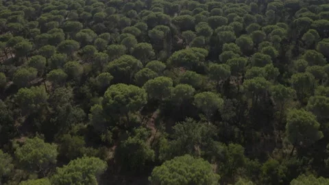Pine trees in Tuscany Stock Footage 159495915