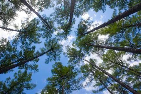 Pine trees under blue sky with white clouds Stock Photos