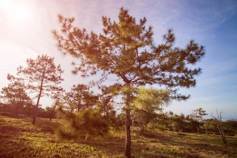Pine trees under the blue sky Stock Photos