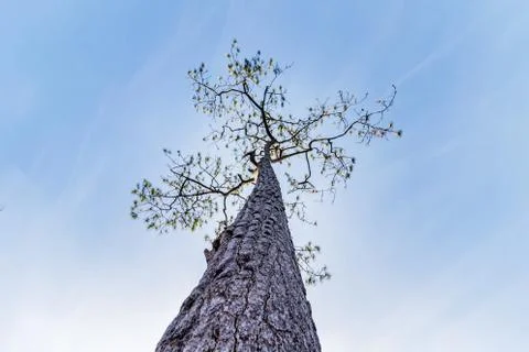 Pine trees under the blue sky Stock Photos