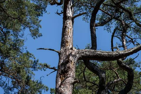 Pine trees under a blue sky background. A pine is any conifer in the genus Pinus Stock Photos